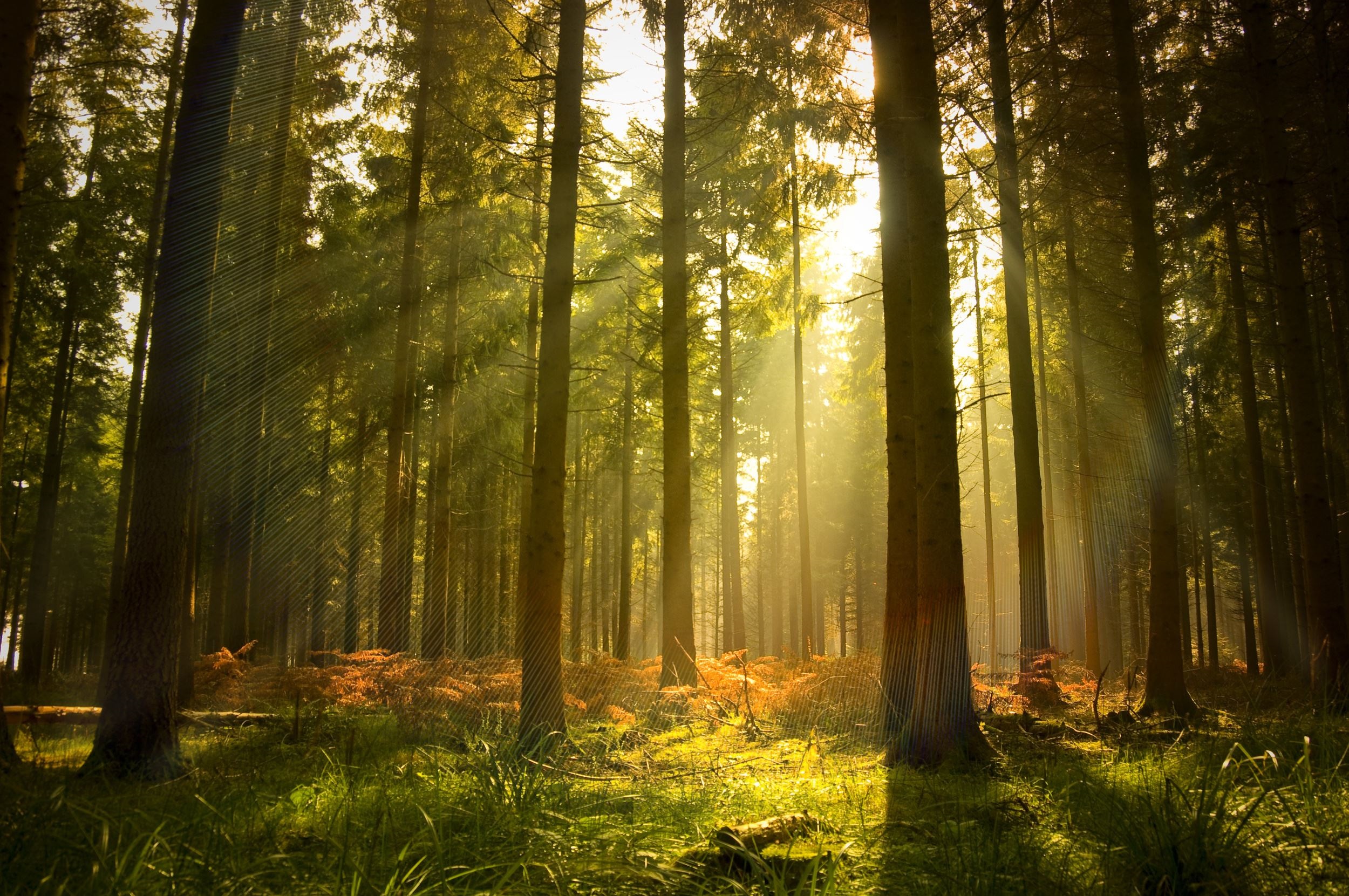 Trees