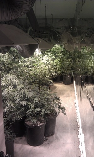 Illegal marijuana crop